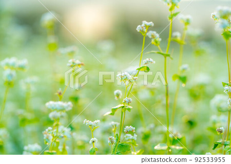 [Autumn material] Soba flowers bathing in the morning sun [Nagano Prefecture] 92533955
