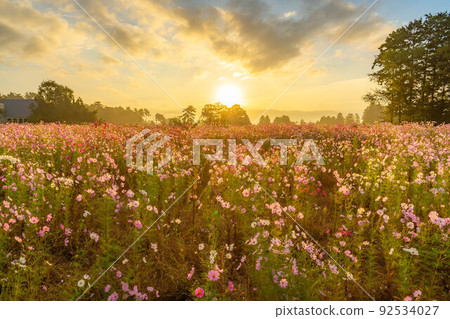 [秋季素材]沐浴在早晨陽光下的波斯菊[長野縣] 92534027
