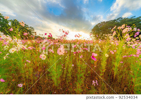 [秋季素材]沐浴在早晨陽光下的波斯菊[長野縣] 92534034