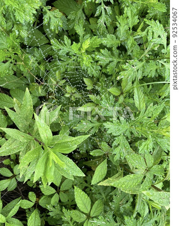 spiderweb spiderweb 92534067