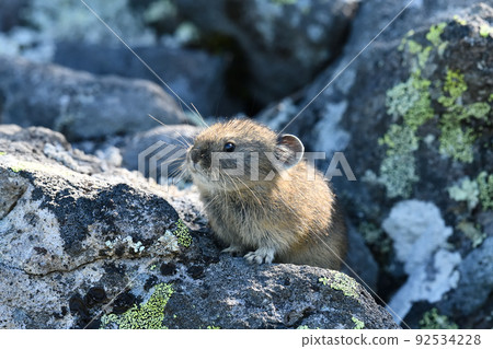 Pikachu rabbit 92534228