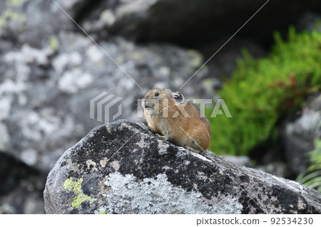 Pikachu rabbit 92534230