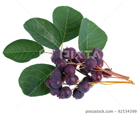 Saskatoon berries isolated on white background. Amelanchier, shadbush, juneberry, irga or sugarplum ripe berries. Saskatoon berries isolated on white background. Amelanchier, shadbush, juneberry, irga or sugarplum ripe berries. 92534399