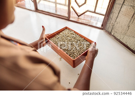 Female worker making a selection of coffee beans by fineness using a sieve Female worker making a selection of coffee beans by fineness using a sieve 92534446