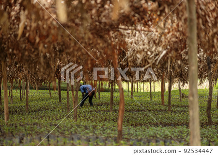 Worker processing coffee sprouts among trees on a plantation Worker processing coffee sprouts among trees on a plantation 92534447