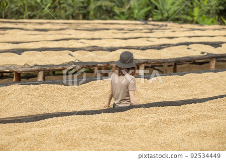 Female traveler stading between tables where coffee beans are dried Female traveler stading between tables where coffee beans are dried 92534449