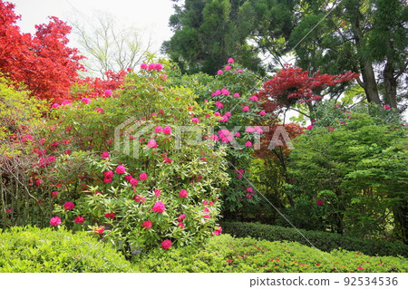 Rhododendron flower 92534536