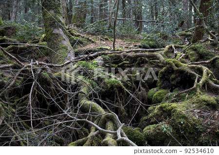 Aokigahara Jukai　 92534610