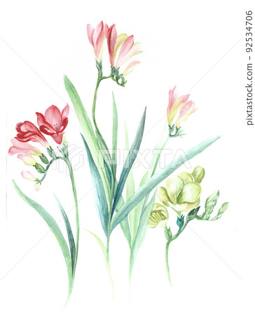 美麗的水彩玫瑰花和牡丹花 92534706