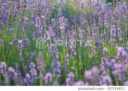 薰衣草田[北安濠郡池田町] 92534811