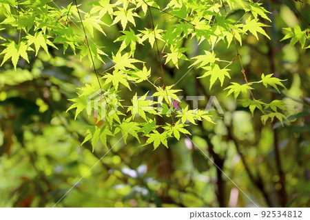 Yellow leaves Yellow leaves 92534812