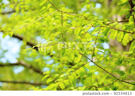 水杉嫩葉 92534813
