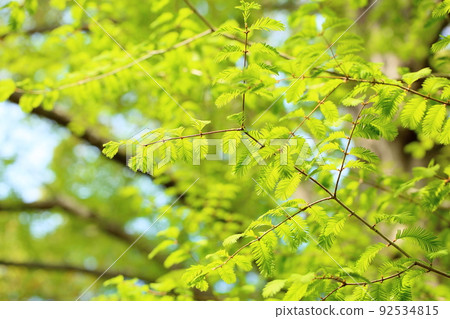 Metasequoia young leaves 92534815