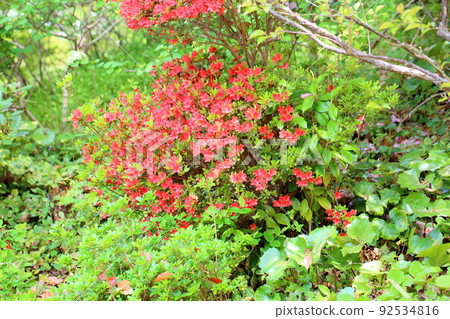 Crimson azalea flower Crimson azalea flower 92534816