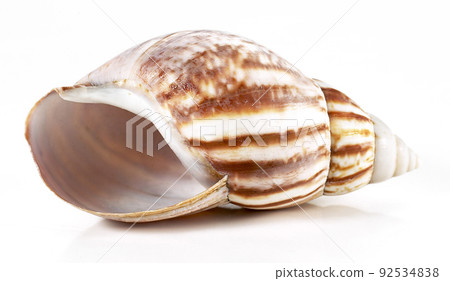 conch conch 92534838