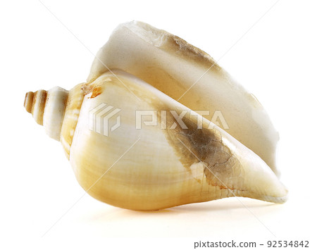 conch conch 92534842