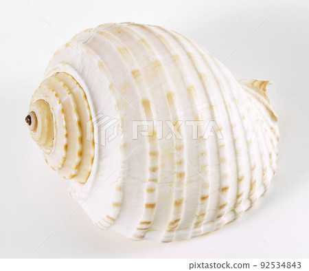 conch conch 92534843