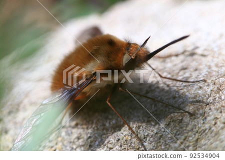 Dot Triobu下面 92534904