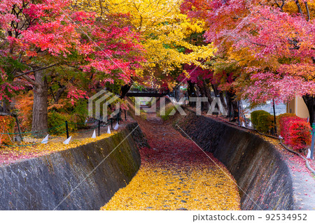 山梨縣河口湖楓葉走廊 92534952