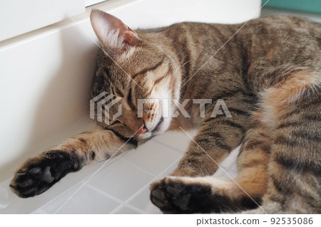 Sleeping Kijitora 92535086