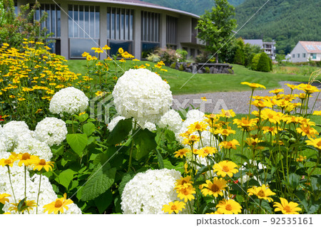 山梨縣富士河口湖町大石公園 92535161