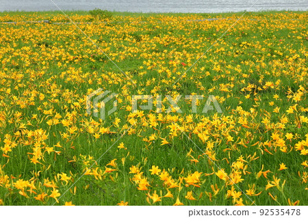 福島縣喜多方市熊村町小國小國沼和日光木菅群落盛開 92535478