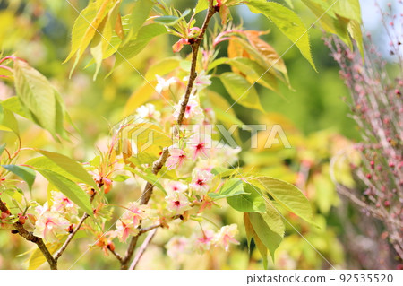 櫻花,Gyoikou 櫻花,Gyoikou 92535520
