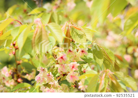 櫻花,Gyoikou 櫻花,Gyoikou 92535521