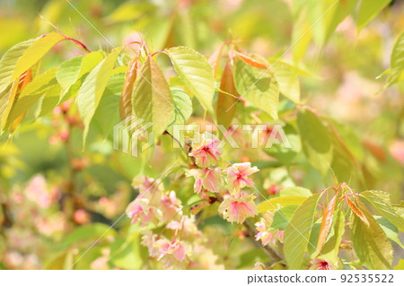 櫻花,Gyoikou 櫻花,Gyoikou 92535522