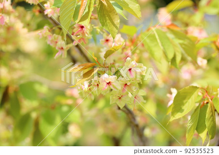 櫻花,Gyoikou 櫻花,Gyoikou 92535523