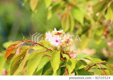 櫻花,Gyoikou 櫻花,Gyoikou 92535524