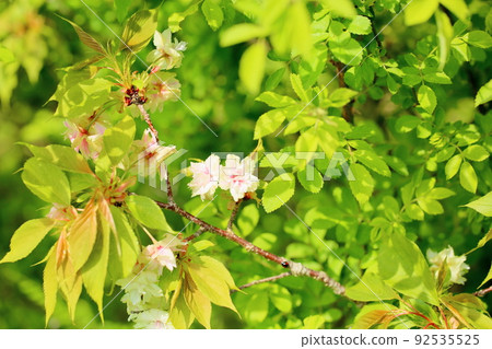 櫻花,Gyoikou 櫻花,Gyoikou 92535525