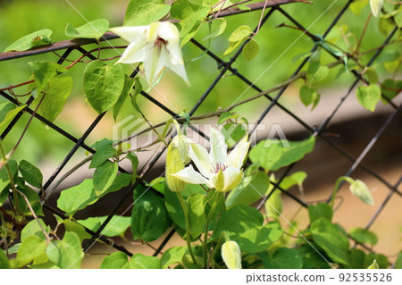 鐵線蓮花 鐵線蓮花 92535526