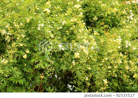 mockybara花 mockybara花 92535527