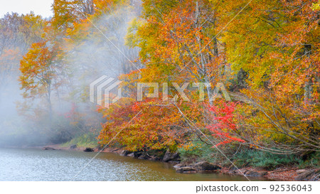 Autumn leaves of Sennin Pond (Sasagamine Plateau) 92536043