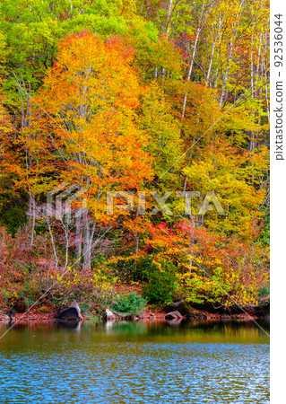 Autumn leaves of Sennin Pond (Sasagamine Plateau) 92536044