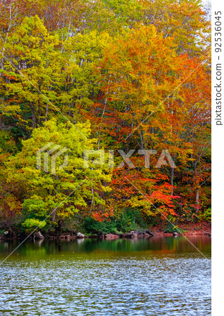 Autumn leaves of Sennin Pond (Sasagamine Plateau) Autumn leaves of Sennin Pond (Sasagamine Plateau) 92536045