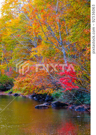 Autumn leaves of Sennin Pond (Sasagamine Plateau) 92536063