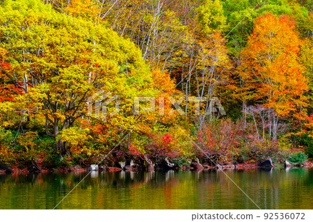 Autumn leaves of Sennin Pond (Sasagamine Plateau) 92536072