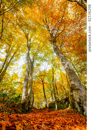 Autumn leaves forest (Sasagamine plateau) Autumn leaves forest (Sasagamine plateau) 92536206