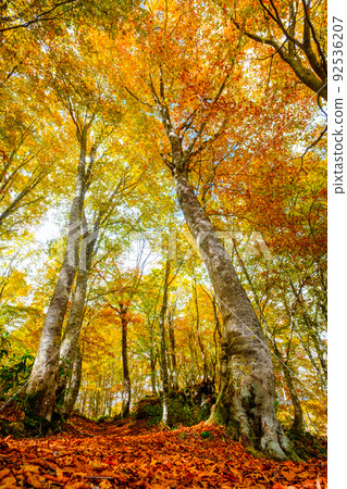 秋葉林(笹嶺高原) 秋葉林(笹嶺高原) 92536207