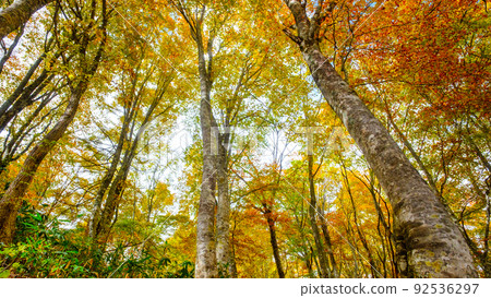 Autumn leaves forest (Sasagamine plateau) Autumn leaves forest (Sasagamine plateau) 92536297