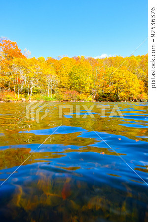 千人池(笹嶺高原)的紅葉 千人池(笹嶺高原)的紅葉 92536376