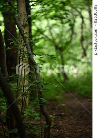 nature forest tree scenery botanical outside green nature forest tree scenery botanical outside green 92536398