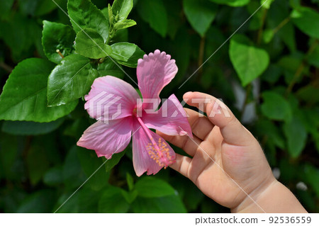Pink hibiscus and toddler hands 92536559