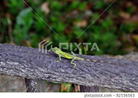 Okinawa Japalura lizard in Urasoe Park Okinawa Japalura lizard in Urasoe Park 92536563