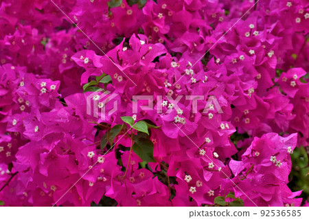 Bougainvillea in full bloom Bougainvillea in full bloom 92536585