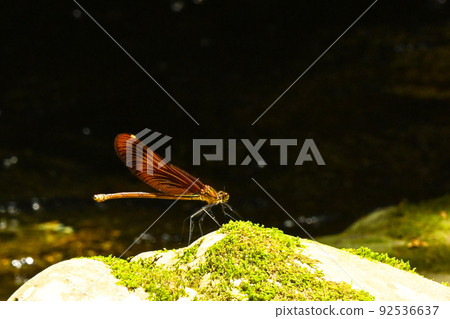 Miyamakawa dragonfly with beautiful reddish brown feathers Miyamakawa dragonfly with beautiful reddish brown feathers 92536637