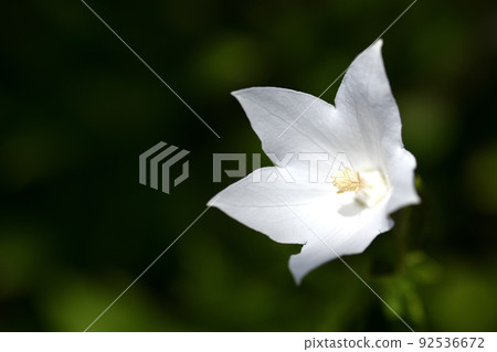 野生桔梗也是明智科的頂峰，屬於瀕危物種，但園藝品種豐富。 92536672