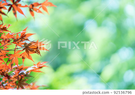 Chishio maple with red leaves from sprout 92536796